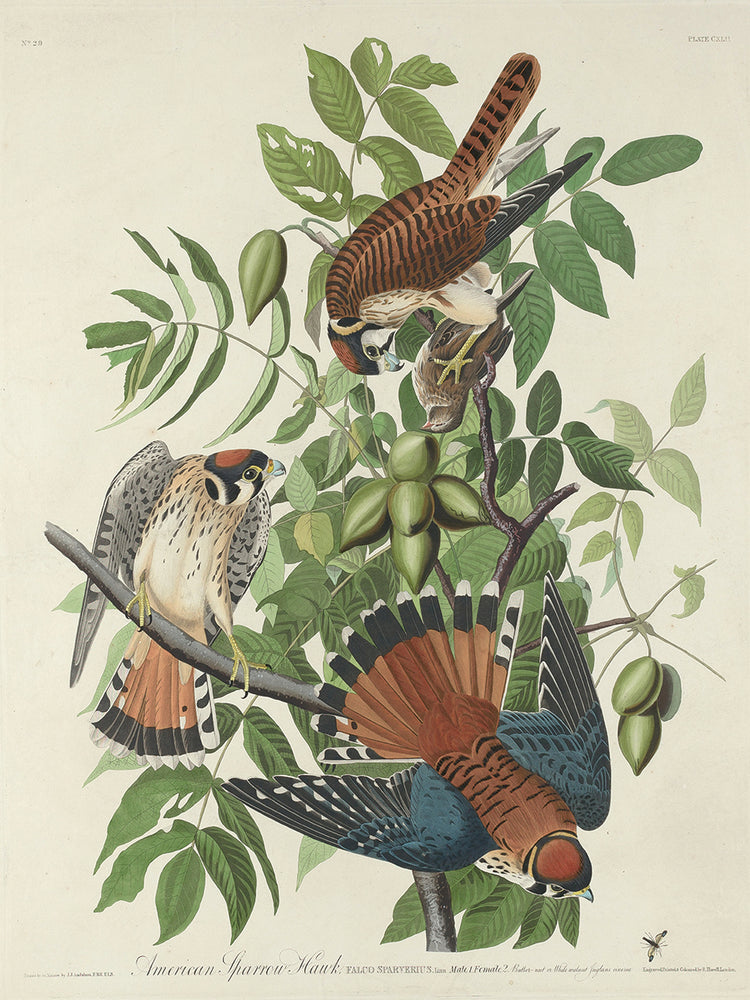 Audubon Collection 12