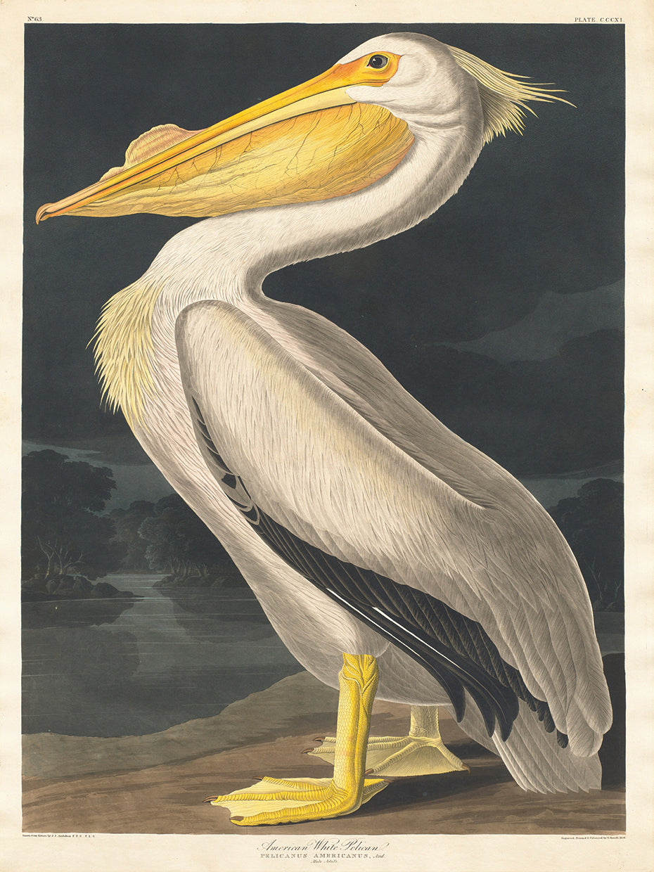 Audubon Collection 13