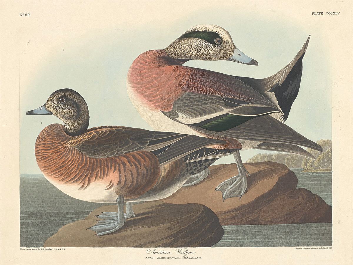 Audubon Collection 14