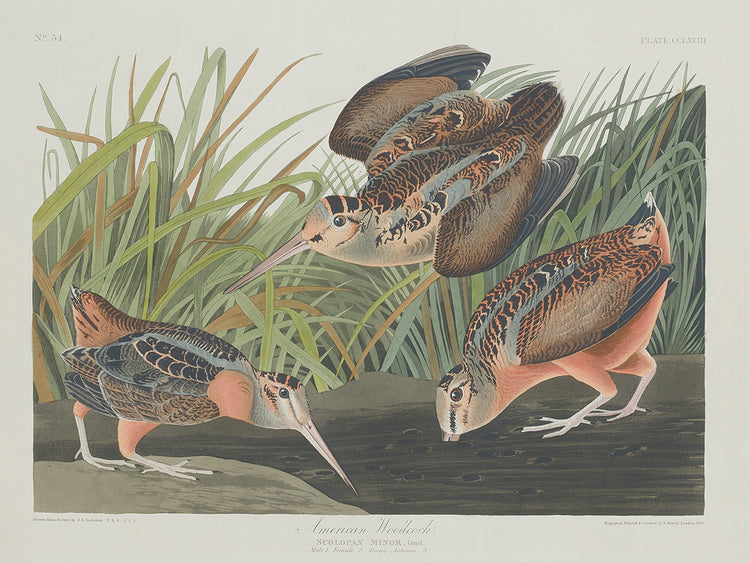 Audubon Collection 15