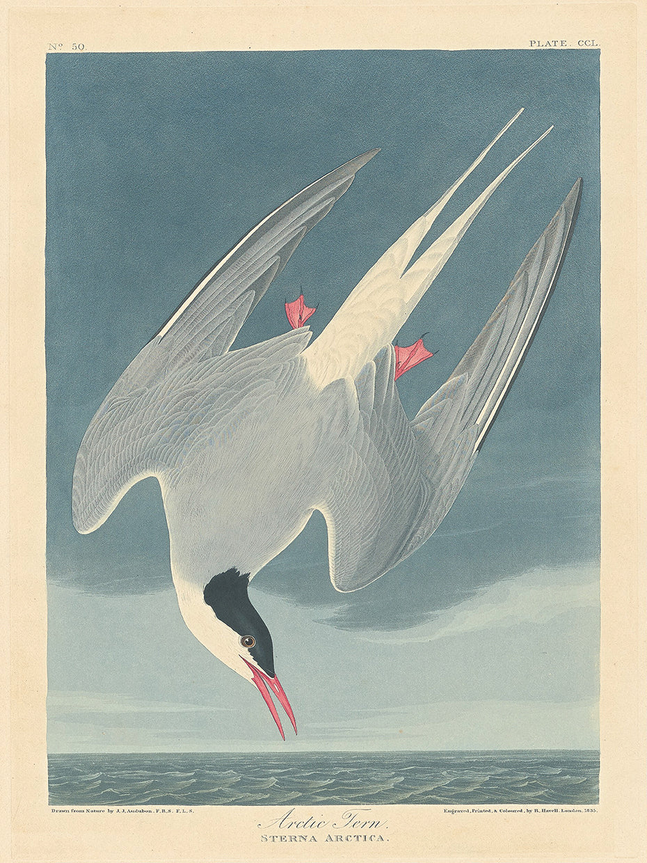 Audubon Collection 17