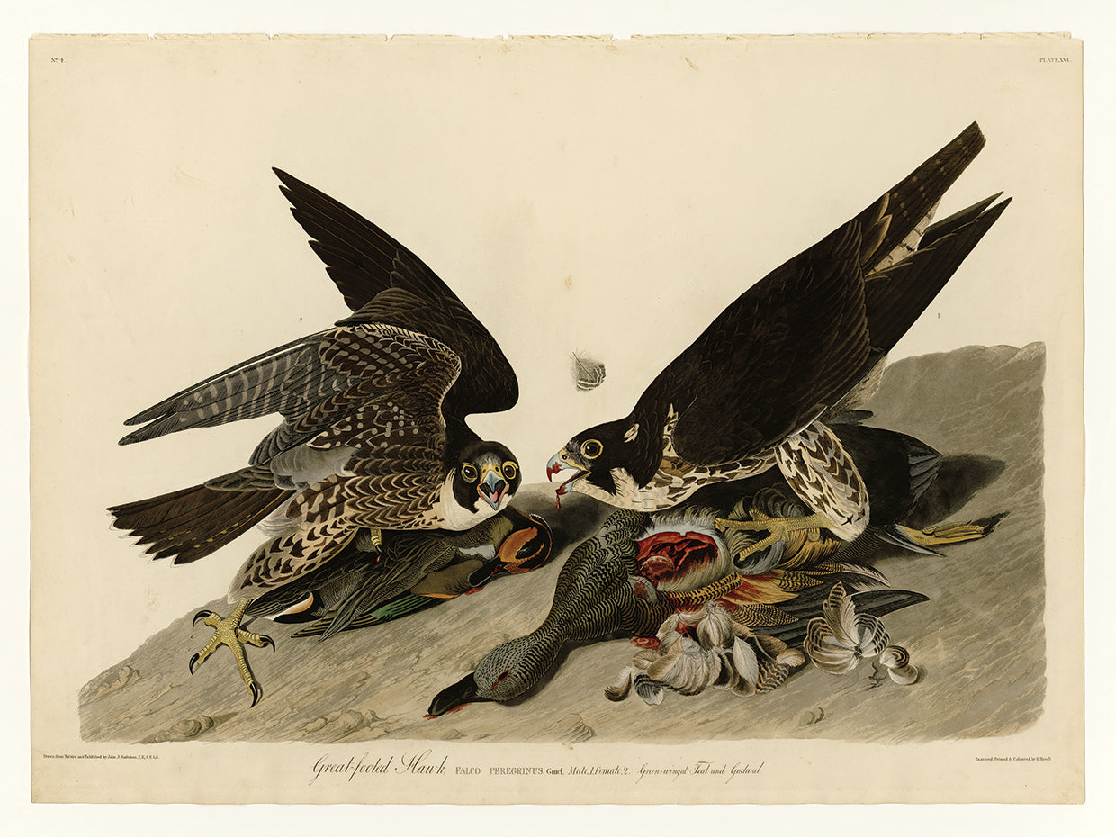 Audubon Collection 18