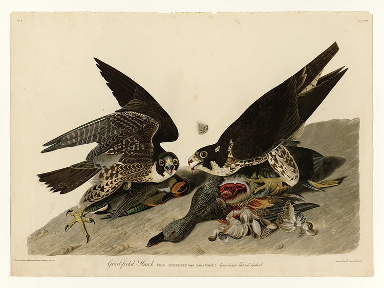 Audubon Collection 18