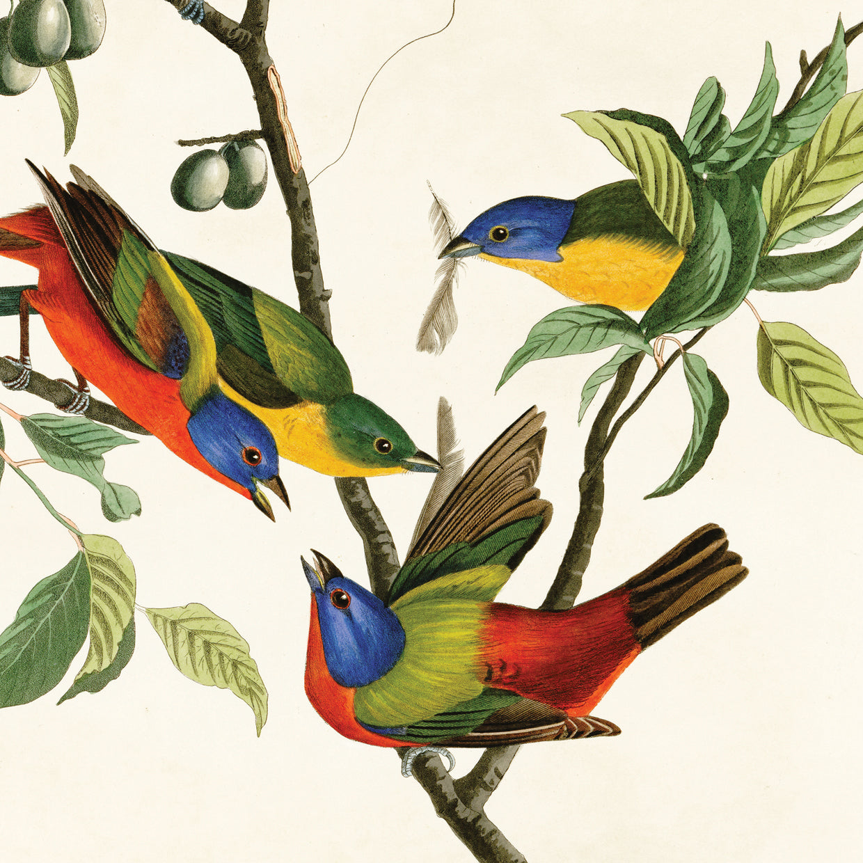 Audubon Collection 21
