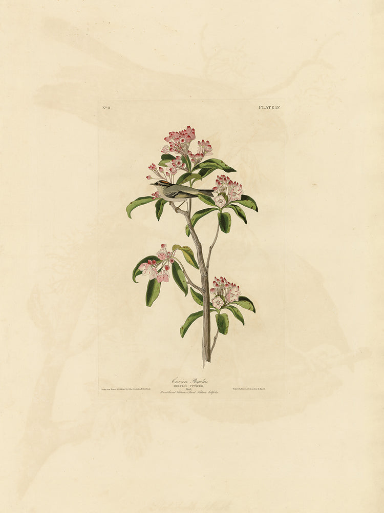Audubon Collection 22