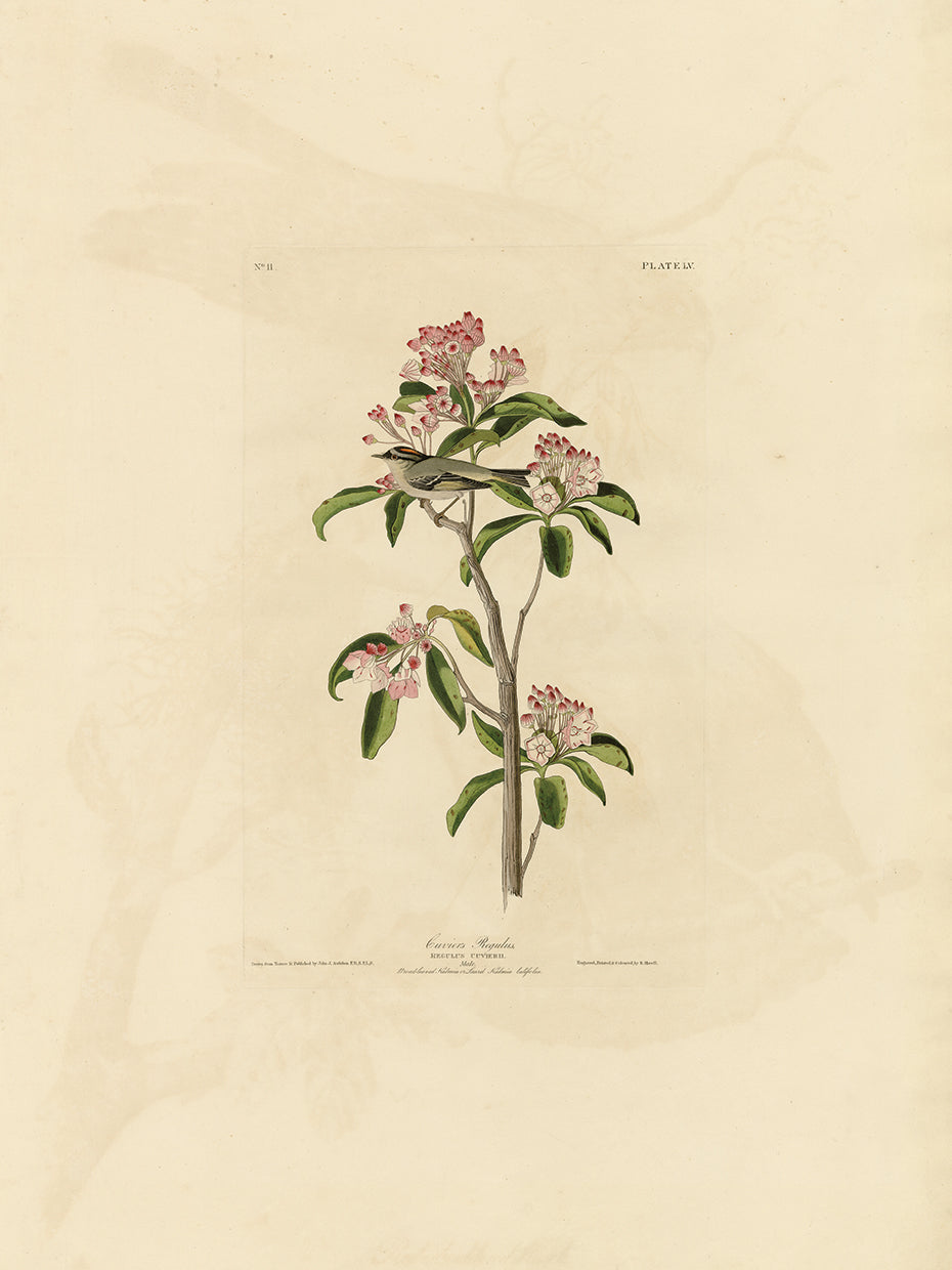 Audubon Collection 22