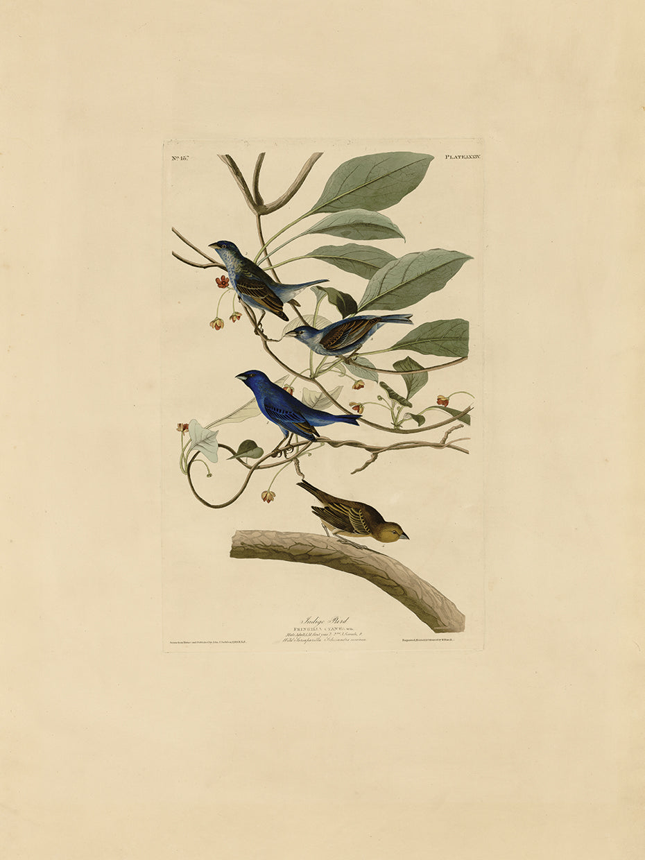 Audubon Collection 23
