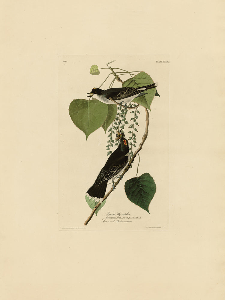 Audubon Collection 24