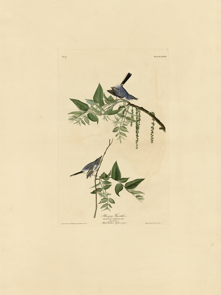 Audubon Collection 25