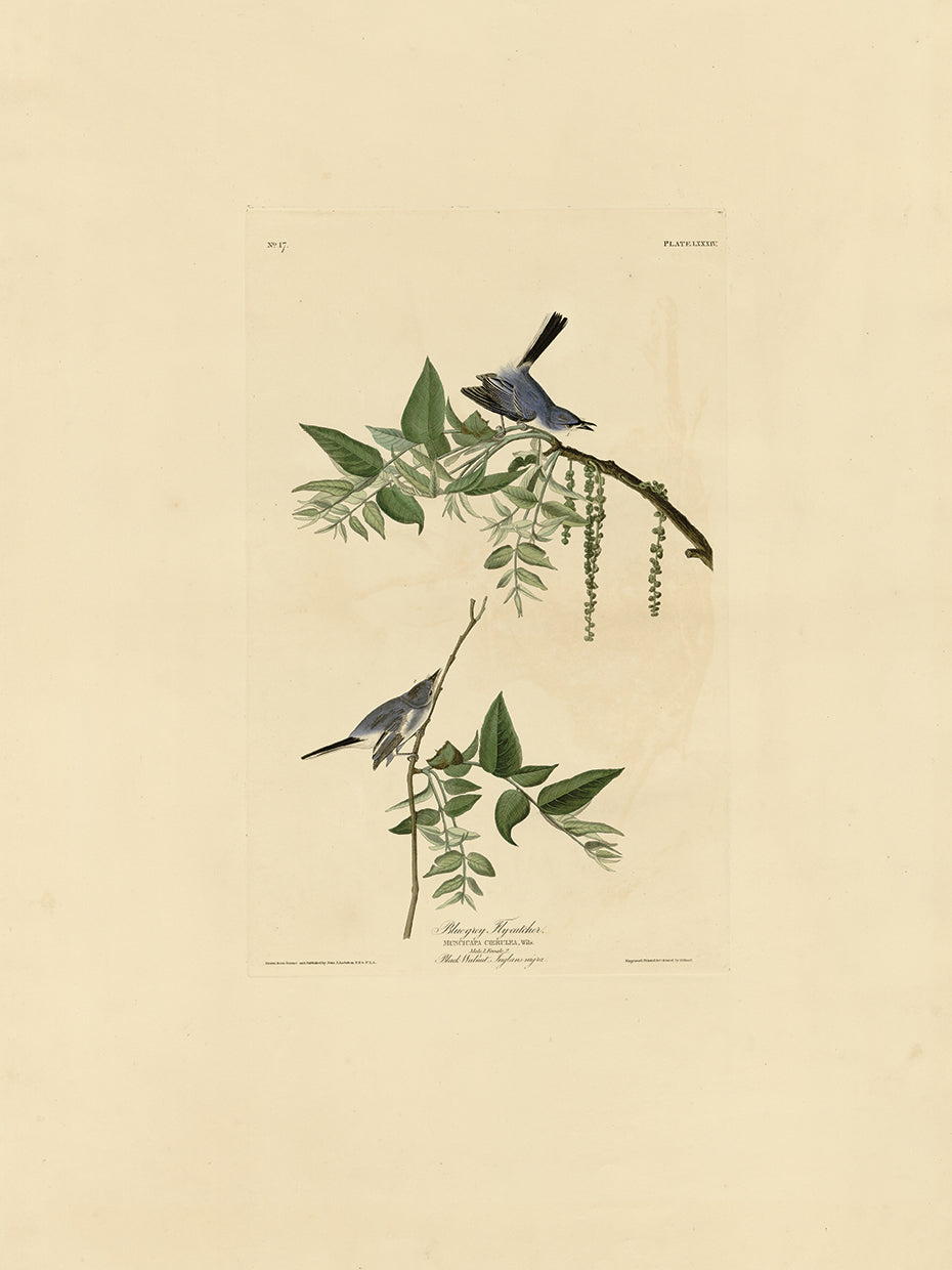 Audubon Collection 25