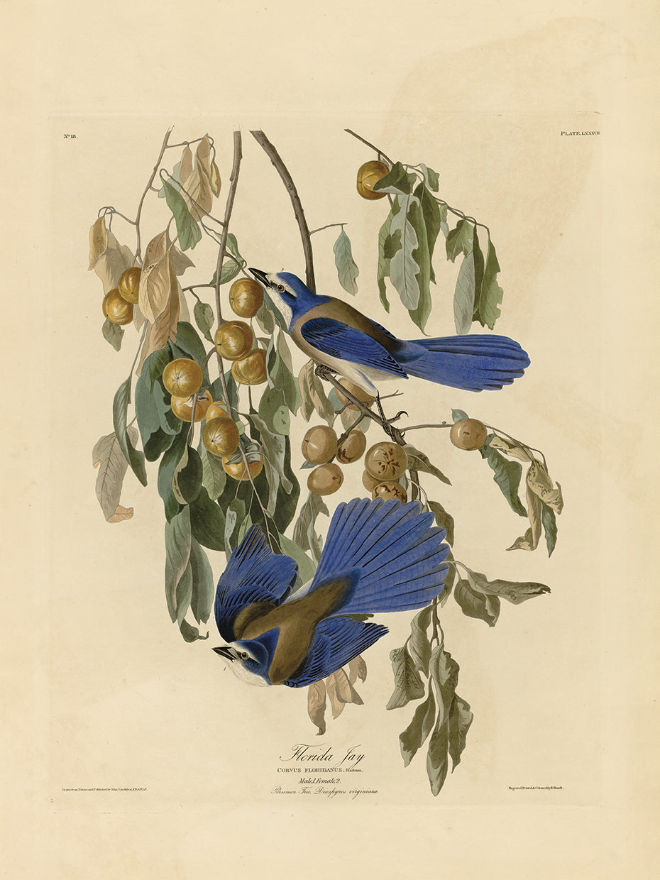 Audubon Collection 26