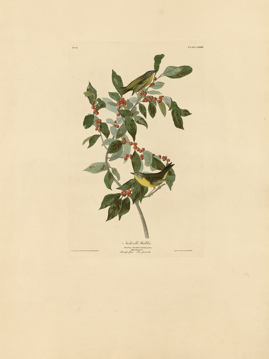 Audubon Collection 27