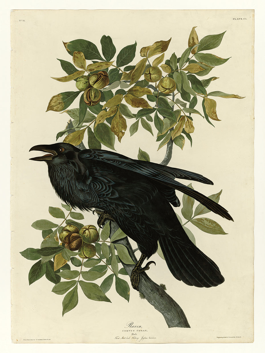 Audubon Collection 29