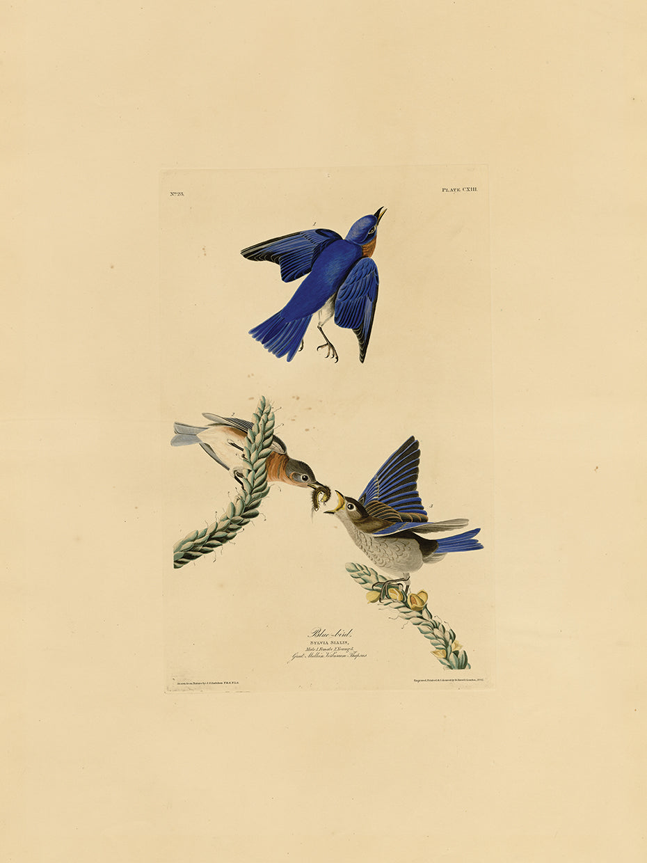 Audubon Collection 31