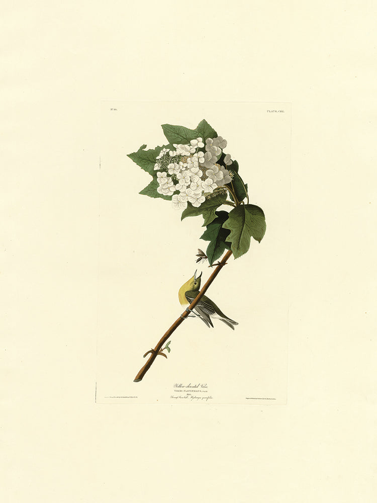 Audubon Collection 32