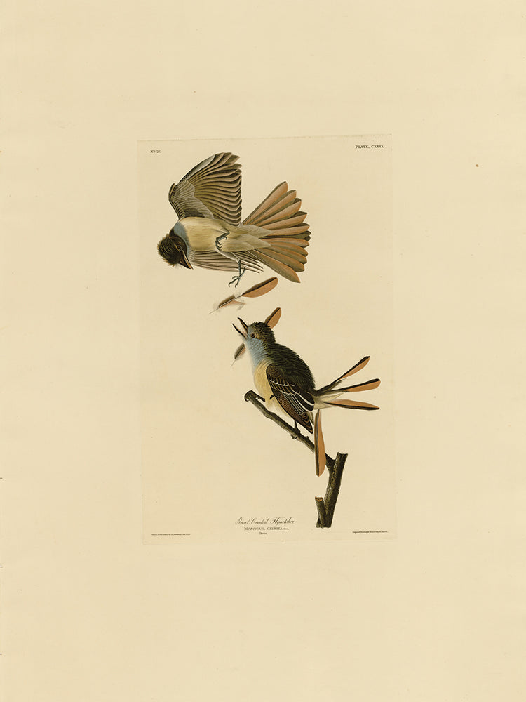 Audubon Collection 33