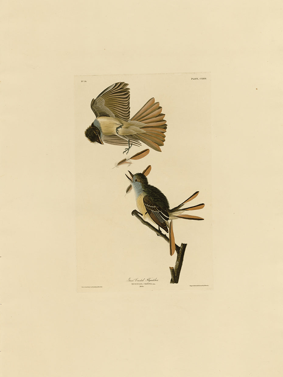 Audubon Collection 33