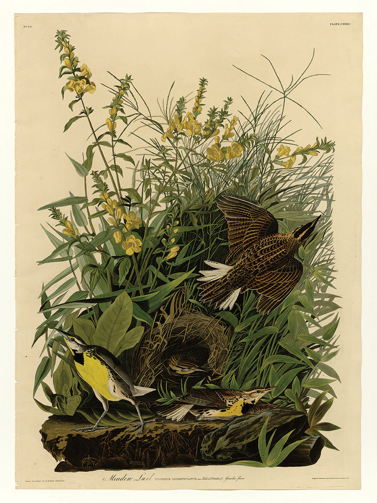 Audubon Collection 34