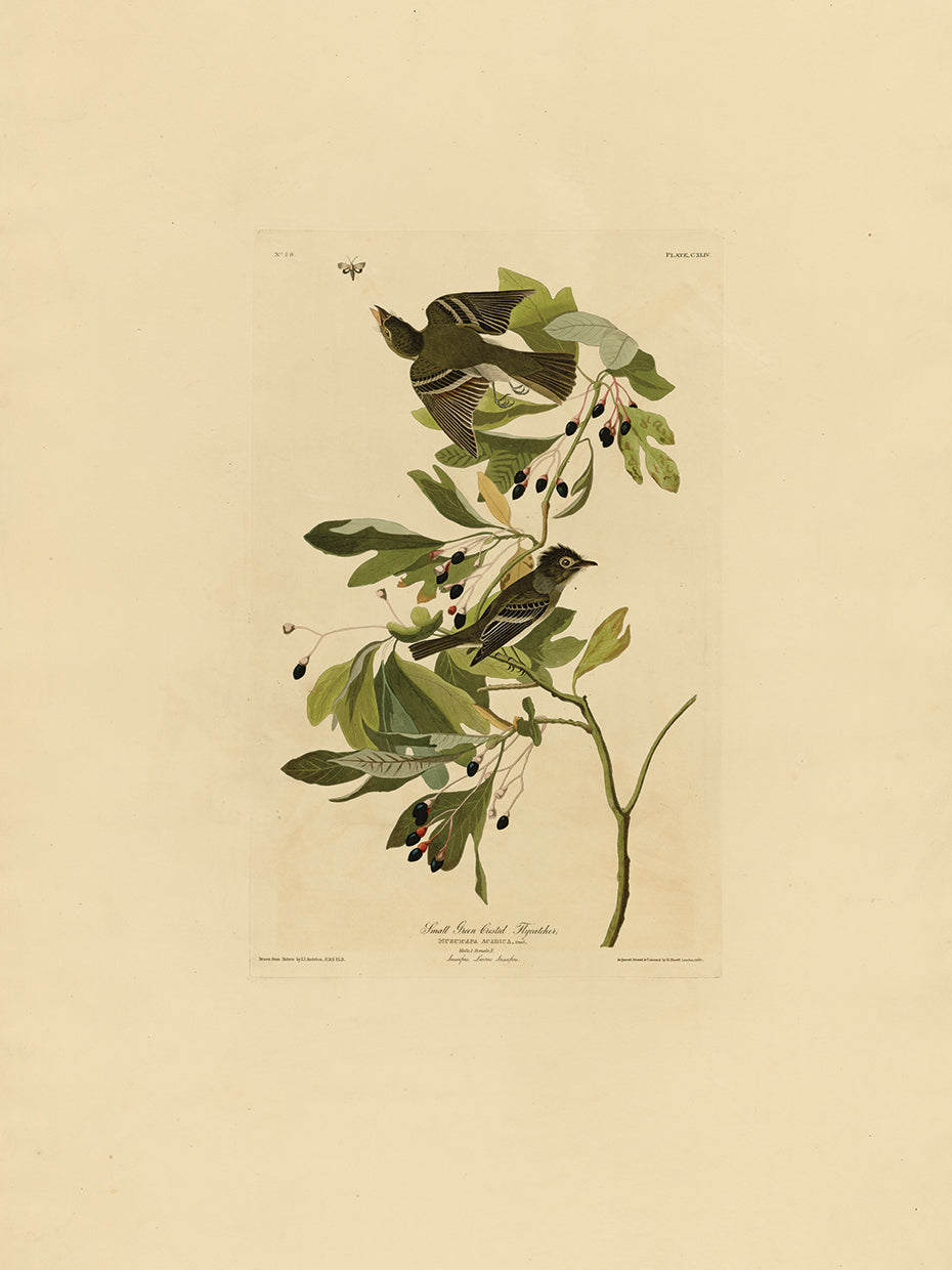 Audubon Collection 35