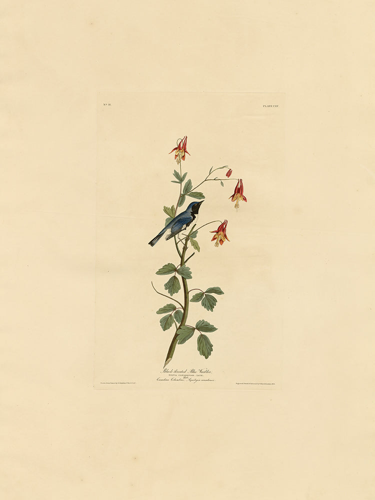 Audubon Collection 36