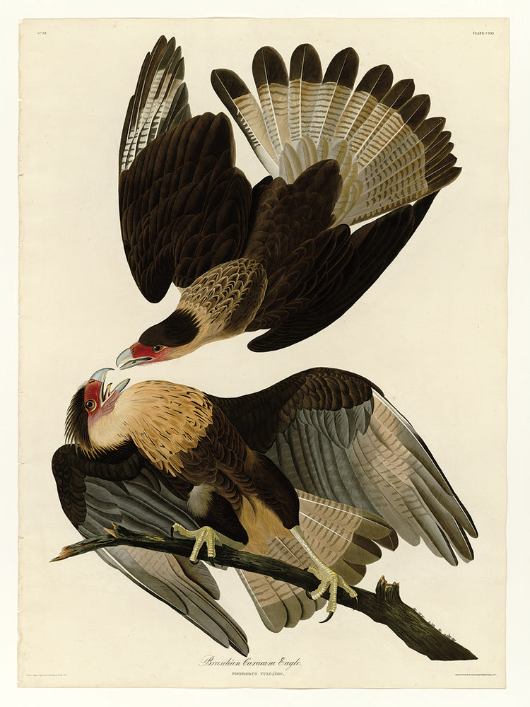 Audubon Collection 37