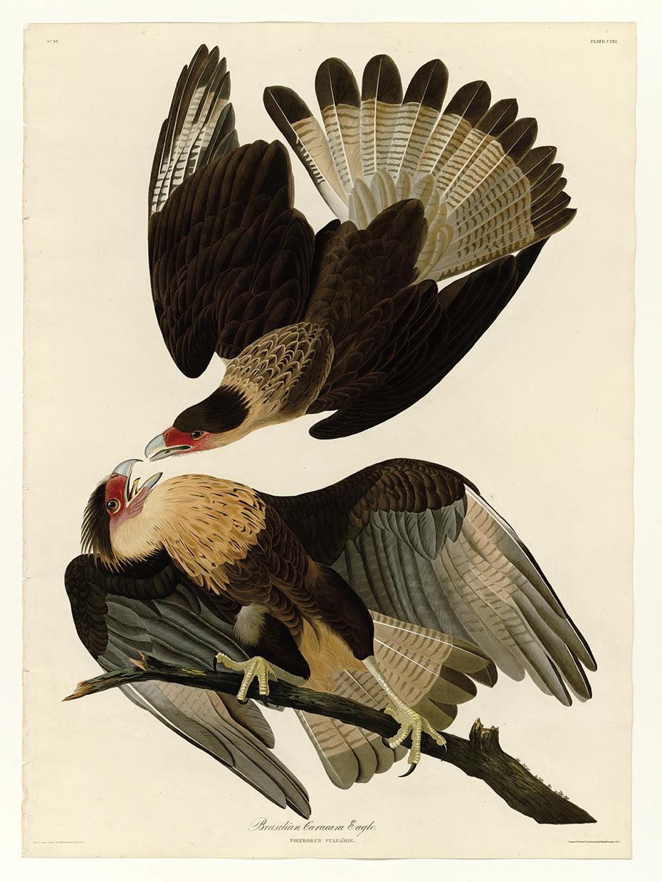 Audubon Collection 37
