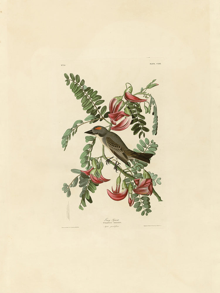 Audubon Collection 39