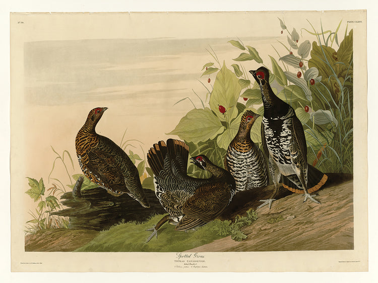 Audubon Collection 40