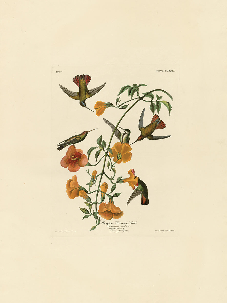 Audubon Collection 41