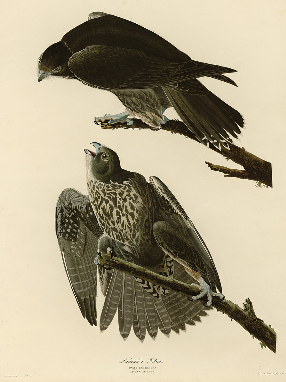 Audubon Collection 42