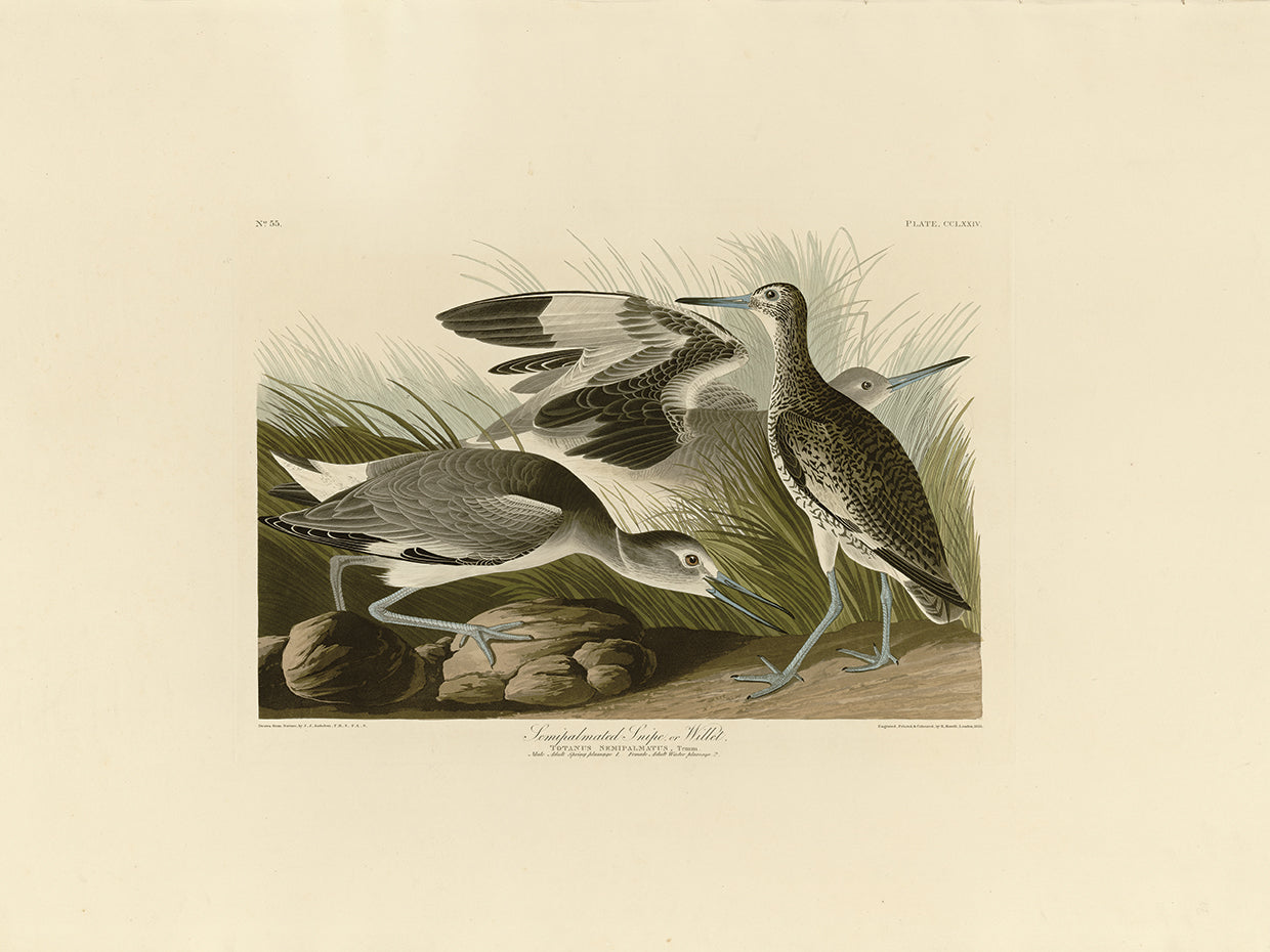 Audubon Collection 49