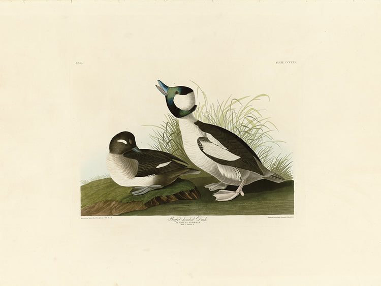 Audubon Collection 51
