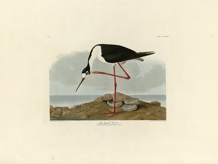 Audubon Collection 53