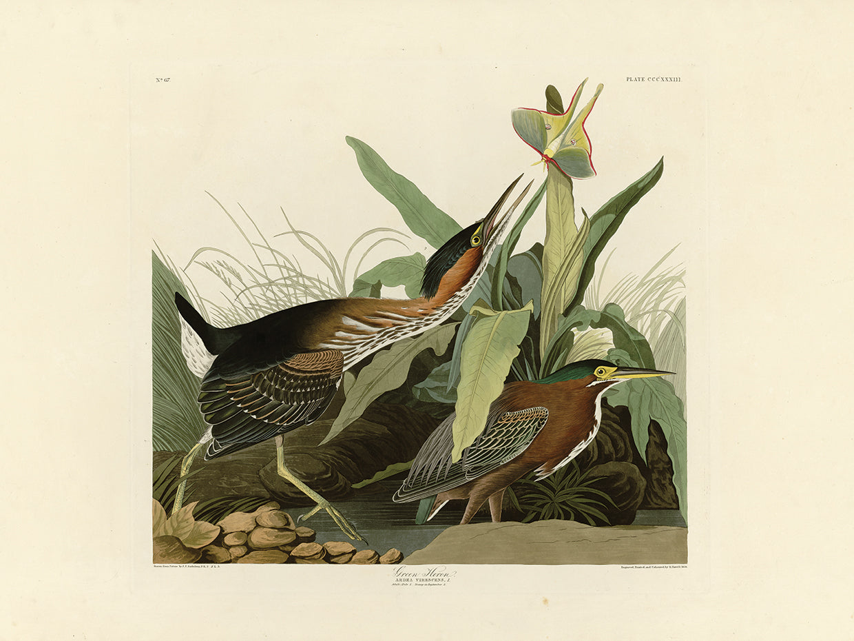 Audubon Collection 54