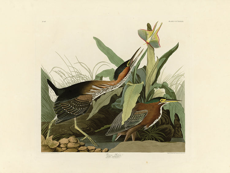 Audubon Collection 54