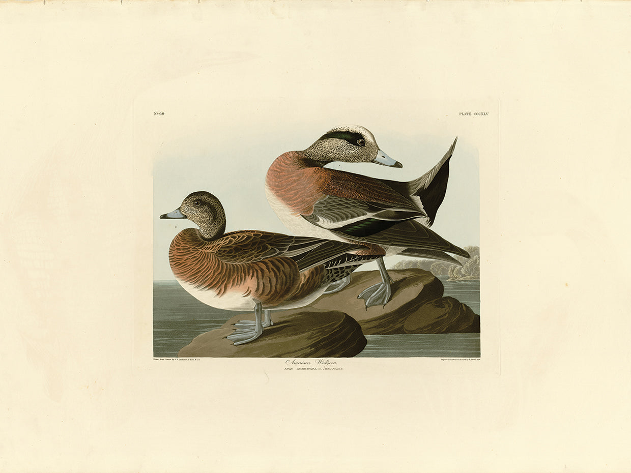 Audubon Collection 55