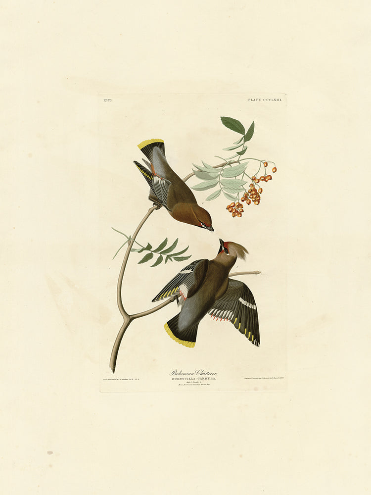 Audubon Collection 56