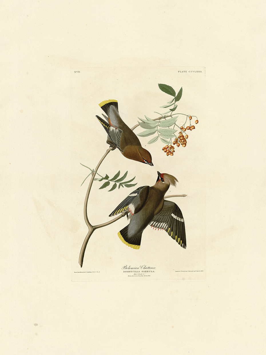 Audubon Collection 56