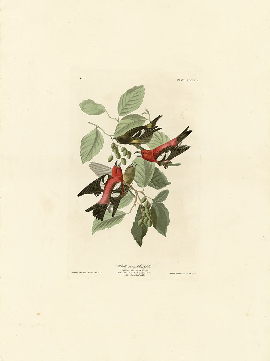 Audubon Collection 57