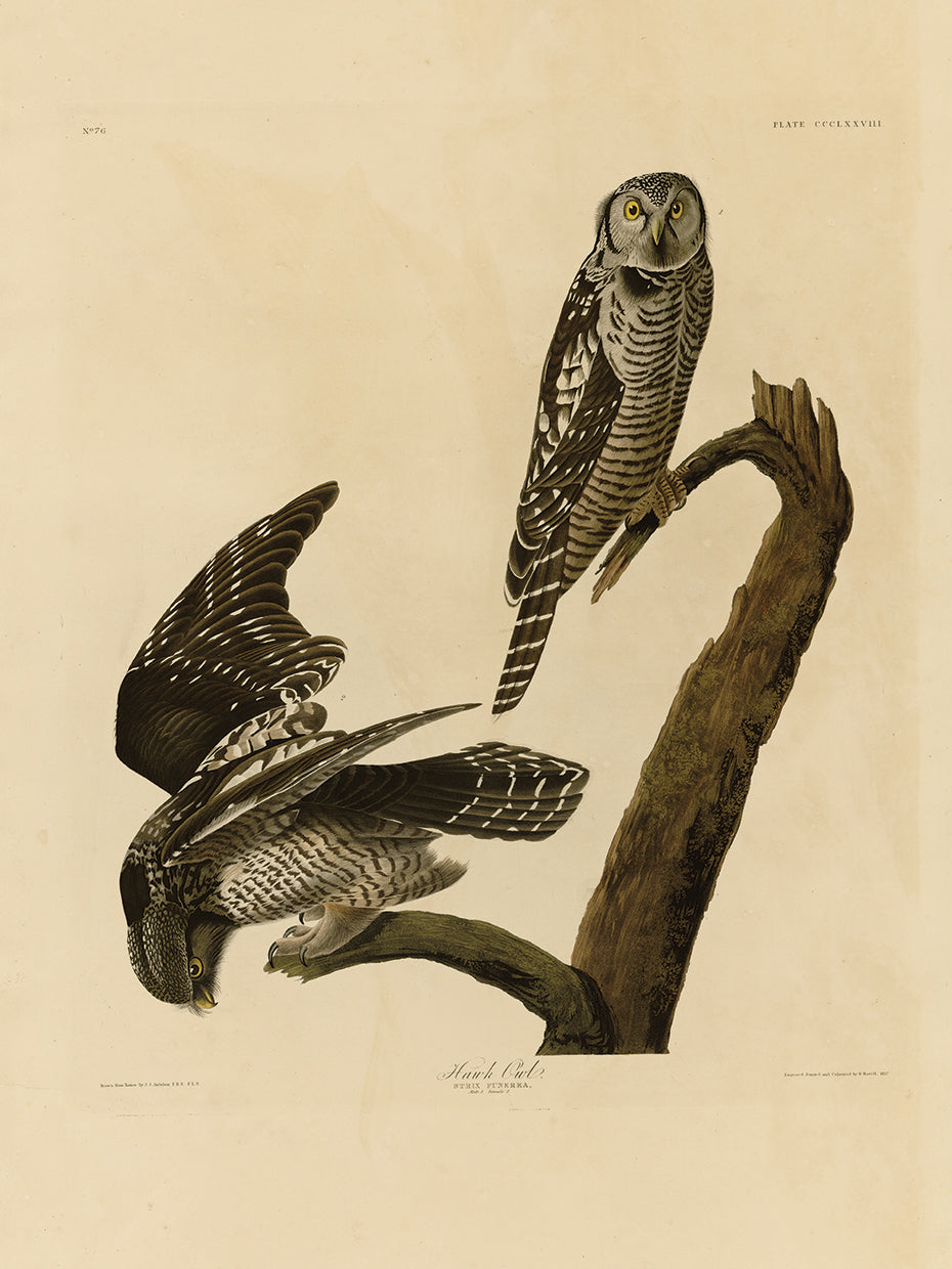 Audubon Collection 58