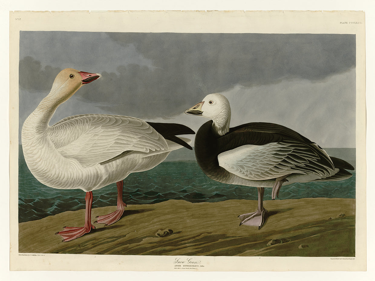 Audubon Collection 59