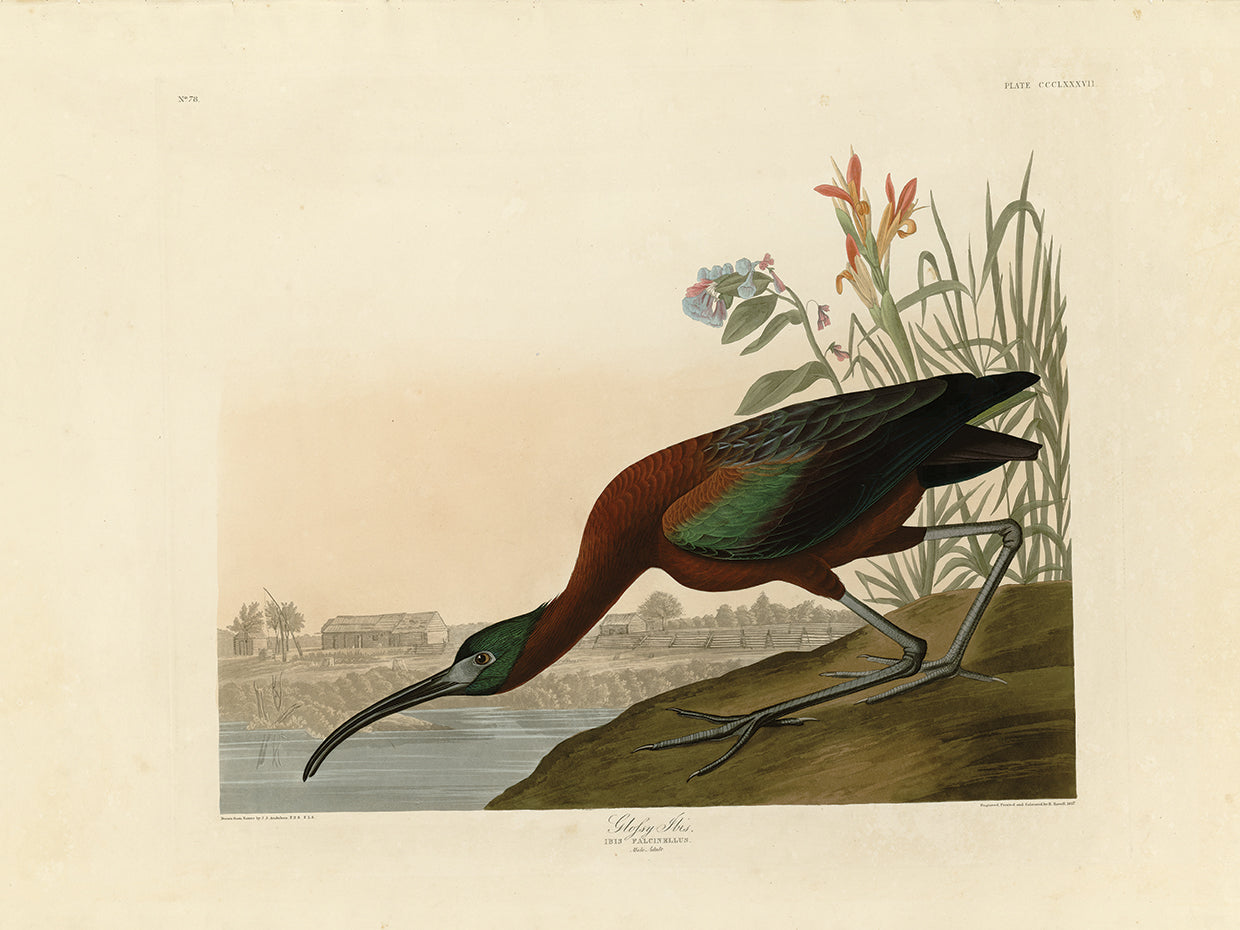 Audubon Collection 60