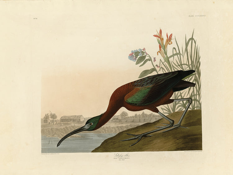 Audubon Collection 60