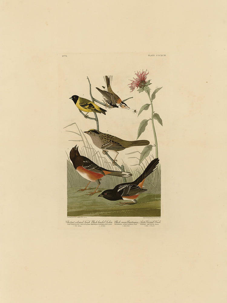 Audubon Collection 62