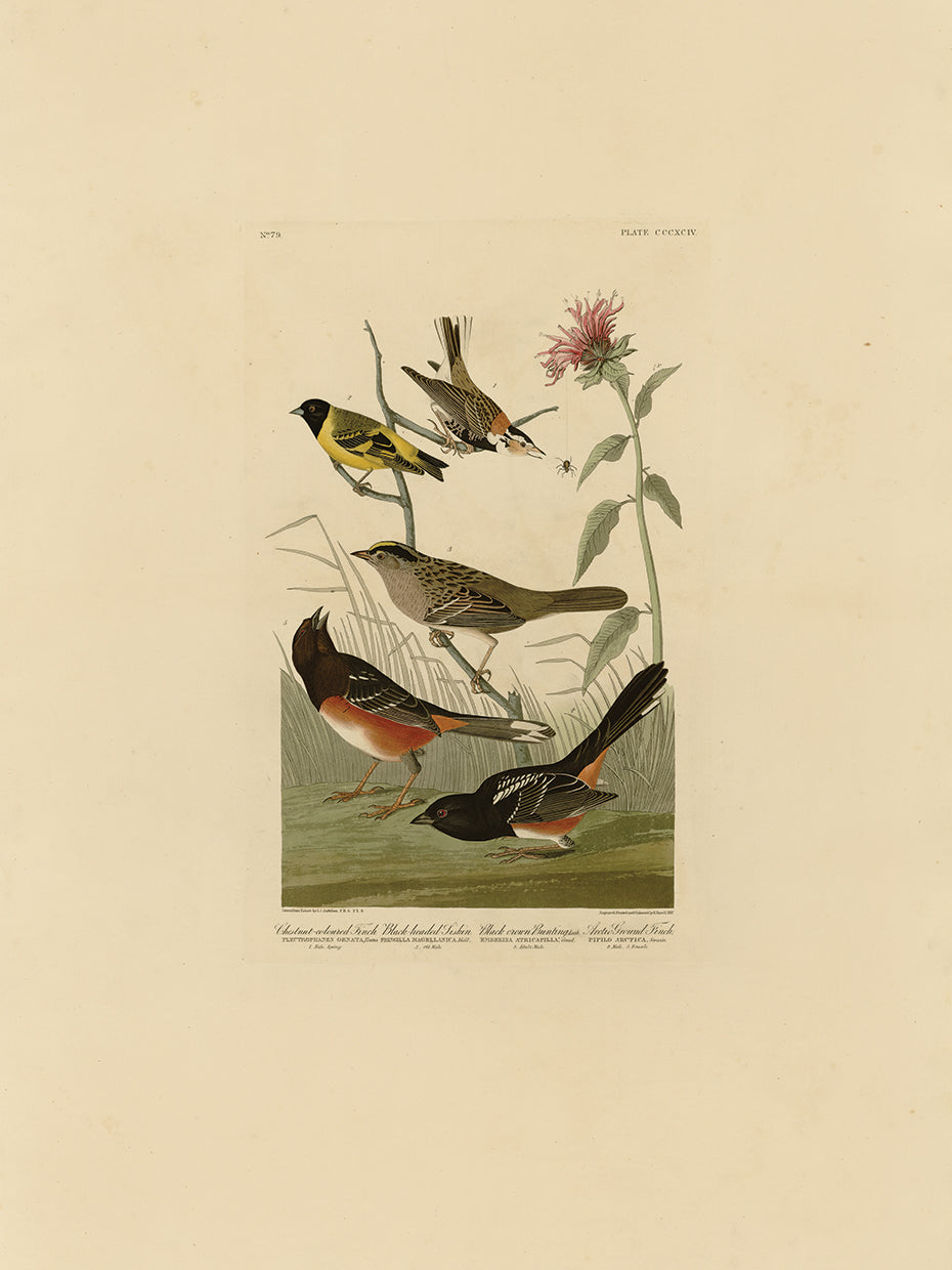 Audubon Collection 62