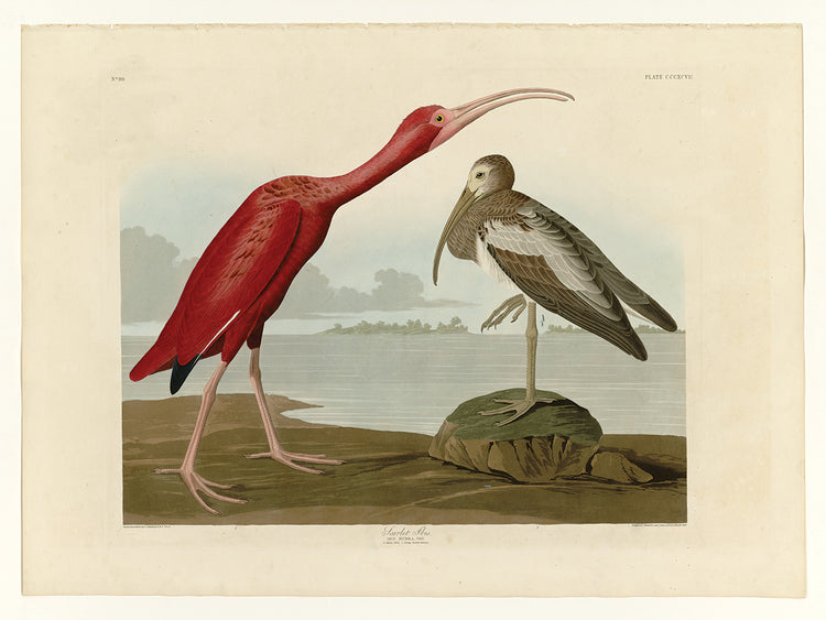 Audubon Collection 63
