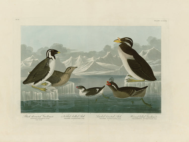 Audubon Collection 64