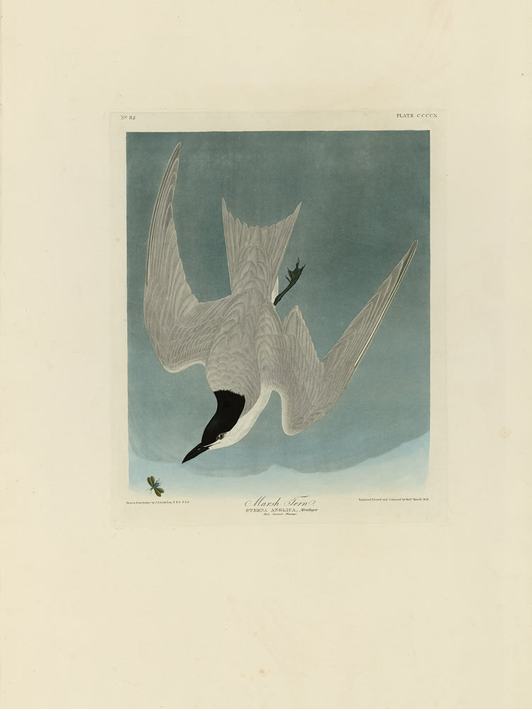 Audubon Collection 65