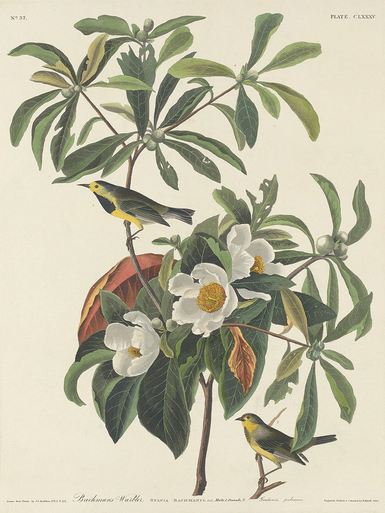 Audubon Collection 69