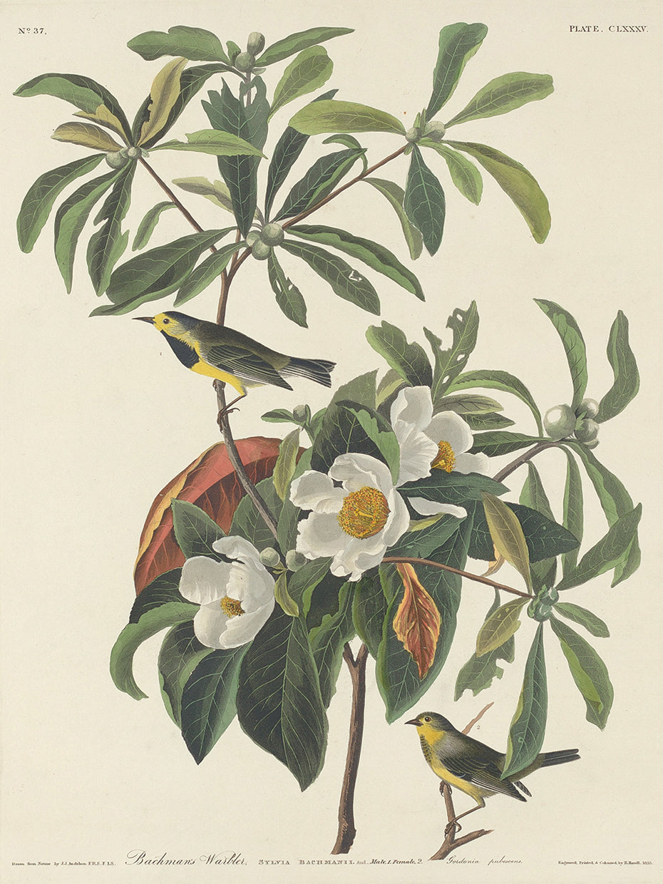 Audubon Collection 69